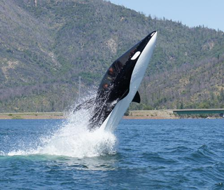 Illustration for article titled The Seabreacher is the orca cyborg / submarine / speedboat you've been saving up for